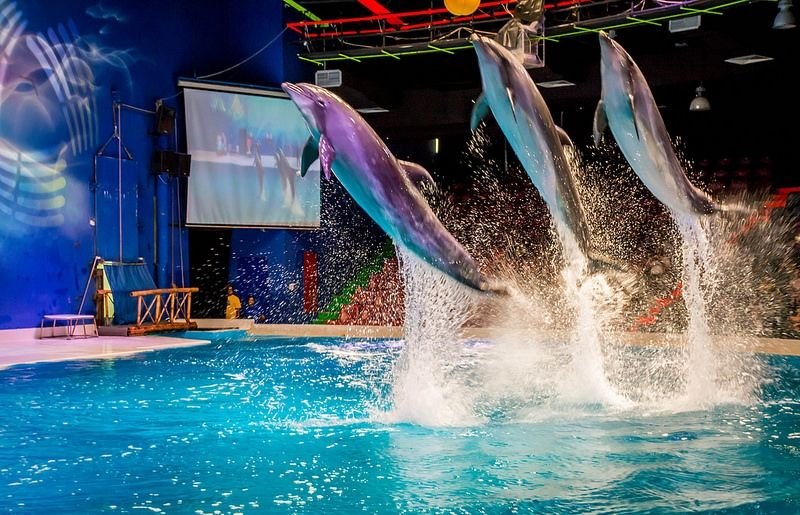 Dubai Dolphinarium | Dessert Safari